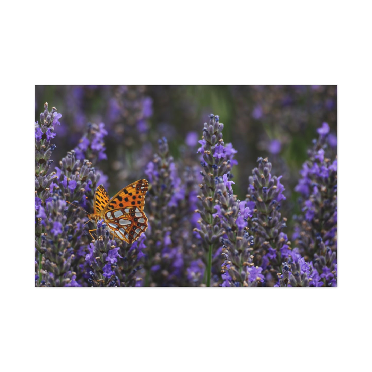 Orange Butterfly Matte Canvas, Stretched, 1.25"