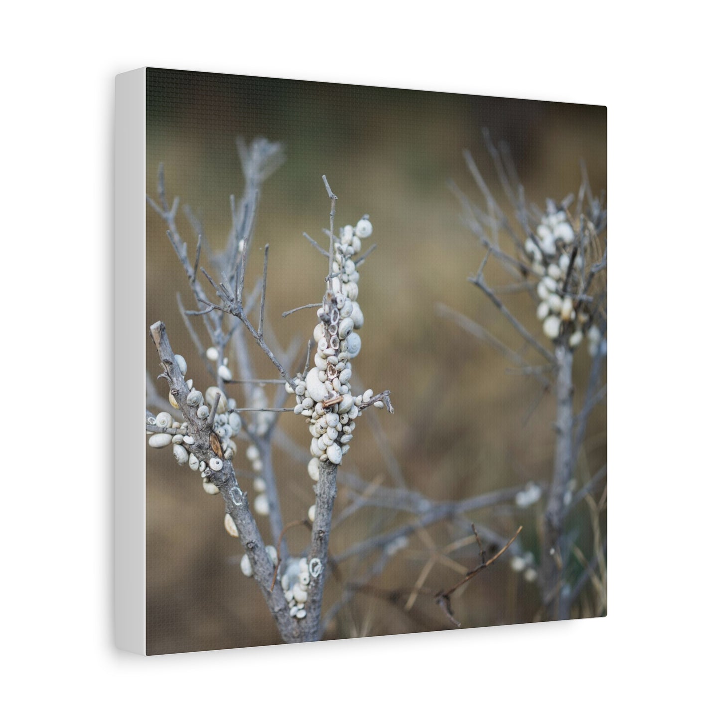 Nature 2 Matte Canvas, Stretched, 1.25"
