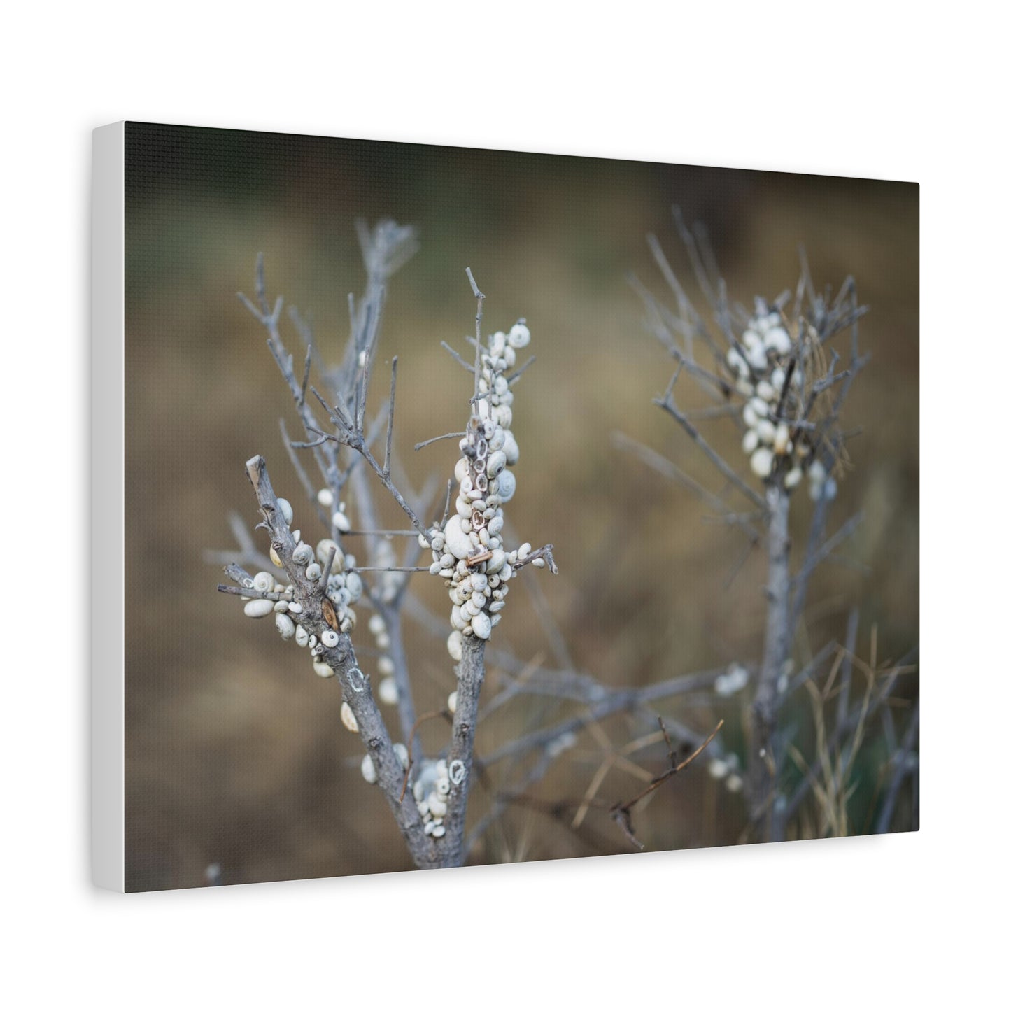 Nature 2 Matte Canvas, Stretched, 1.25"