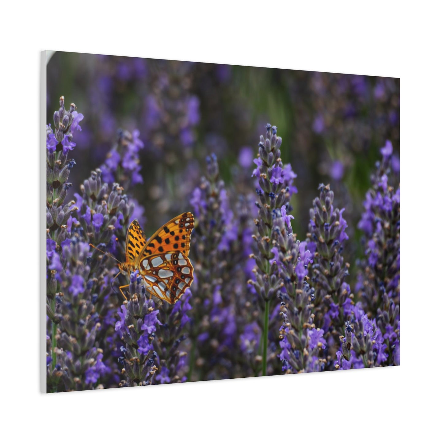 Orange Butterfly Matte Canvas, Stretched, 1.25"