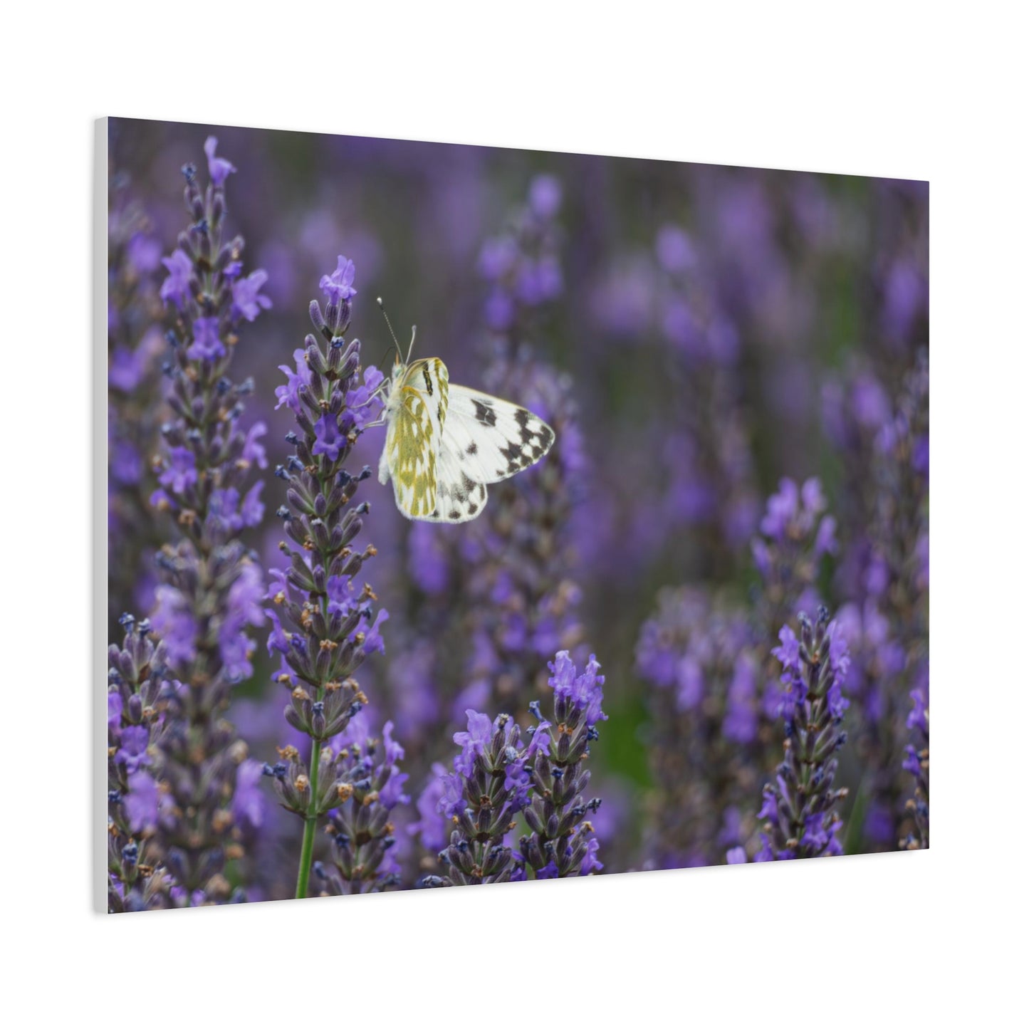 White Butterfly Matte Canvas, Stretched, 1.25"