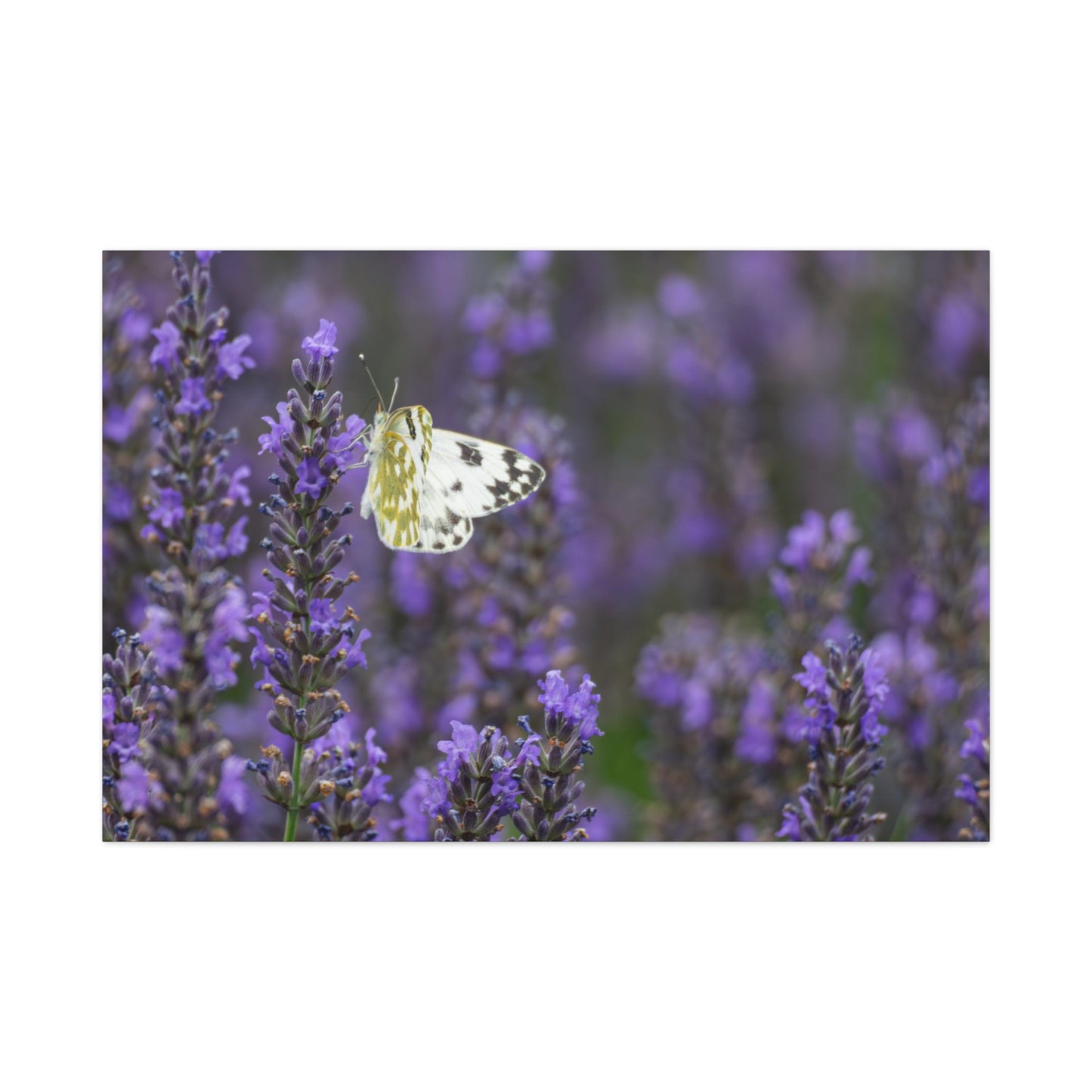 White Butterfly Matte Canvas, Stretched, 1.25"