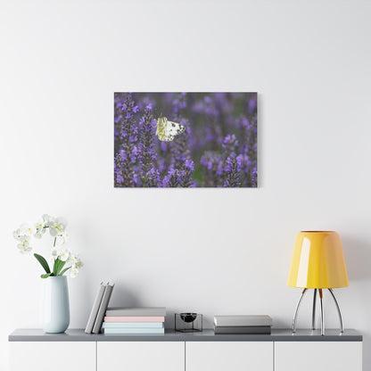 White Butterfly Matte Canvas, Stretched, 1.25"