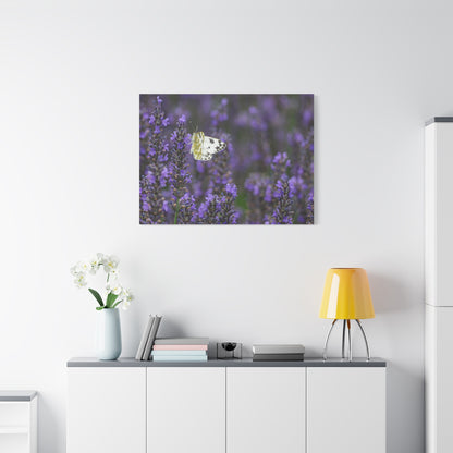 White Butterfly Matte Canvas, Stretched, 1.25"