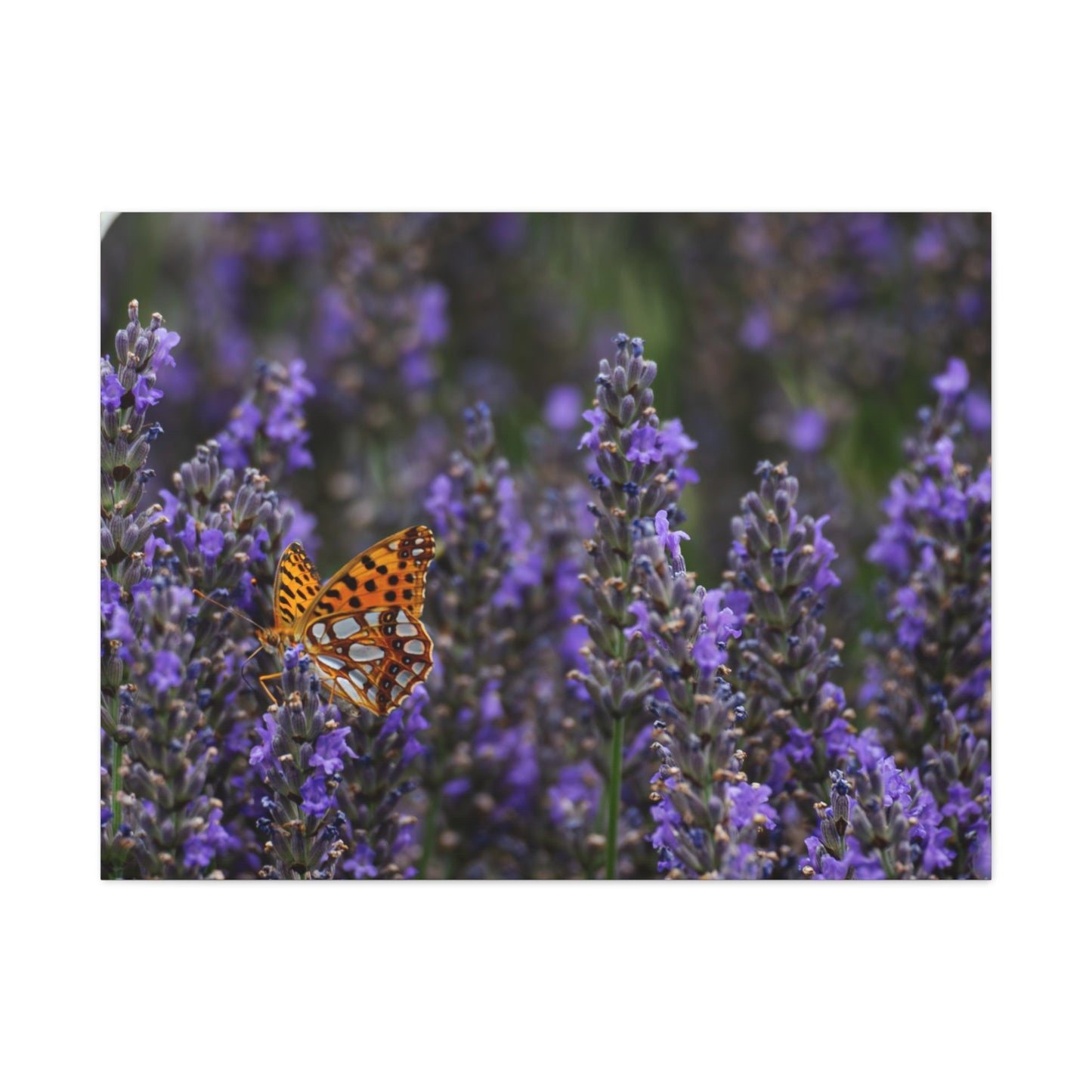 Orange Butterfly Matte Canvas, Stretched, 1.25"