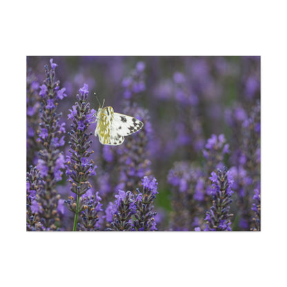 White Butterfly Matte Canvas, Stretched, 1.25"