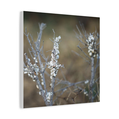 Nature 2 Matte Canvas, Stretched, 1.25"