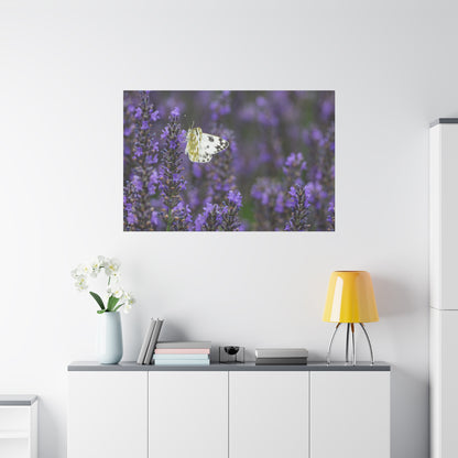 White Butterfly Matte Canvas, Stretched, 1.25"