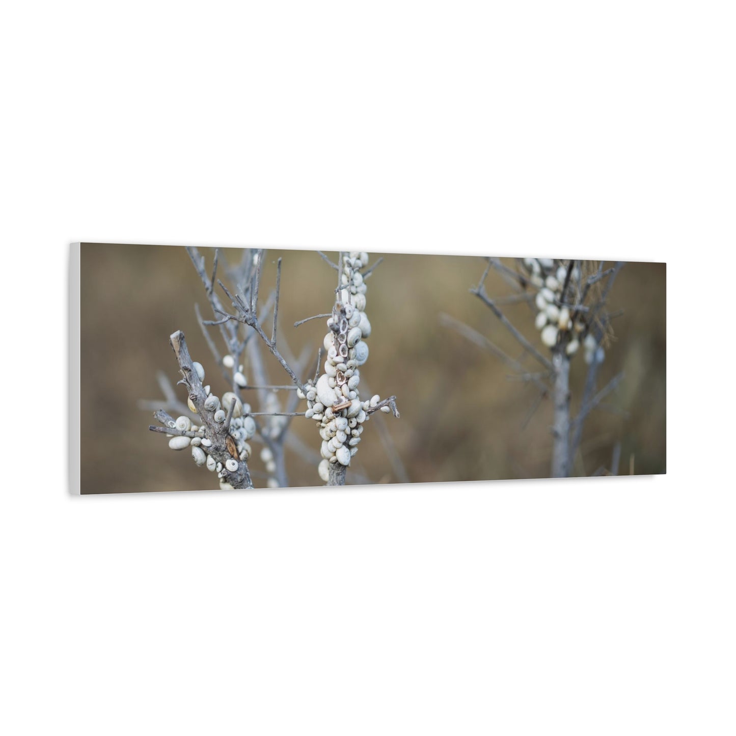 Nature 2 Matte Canvas, Stretched, 1.25"