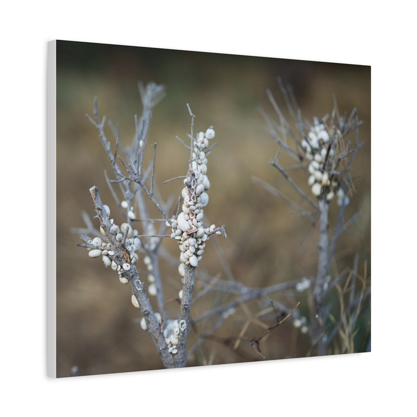 Nature 2 Matte Canvas, Stretched, 1.25"