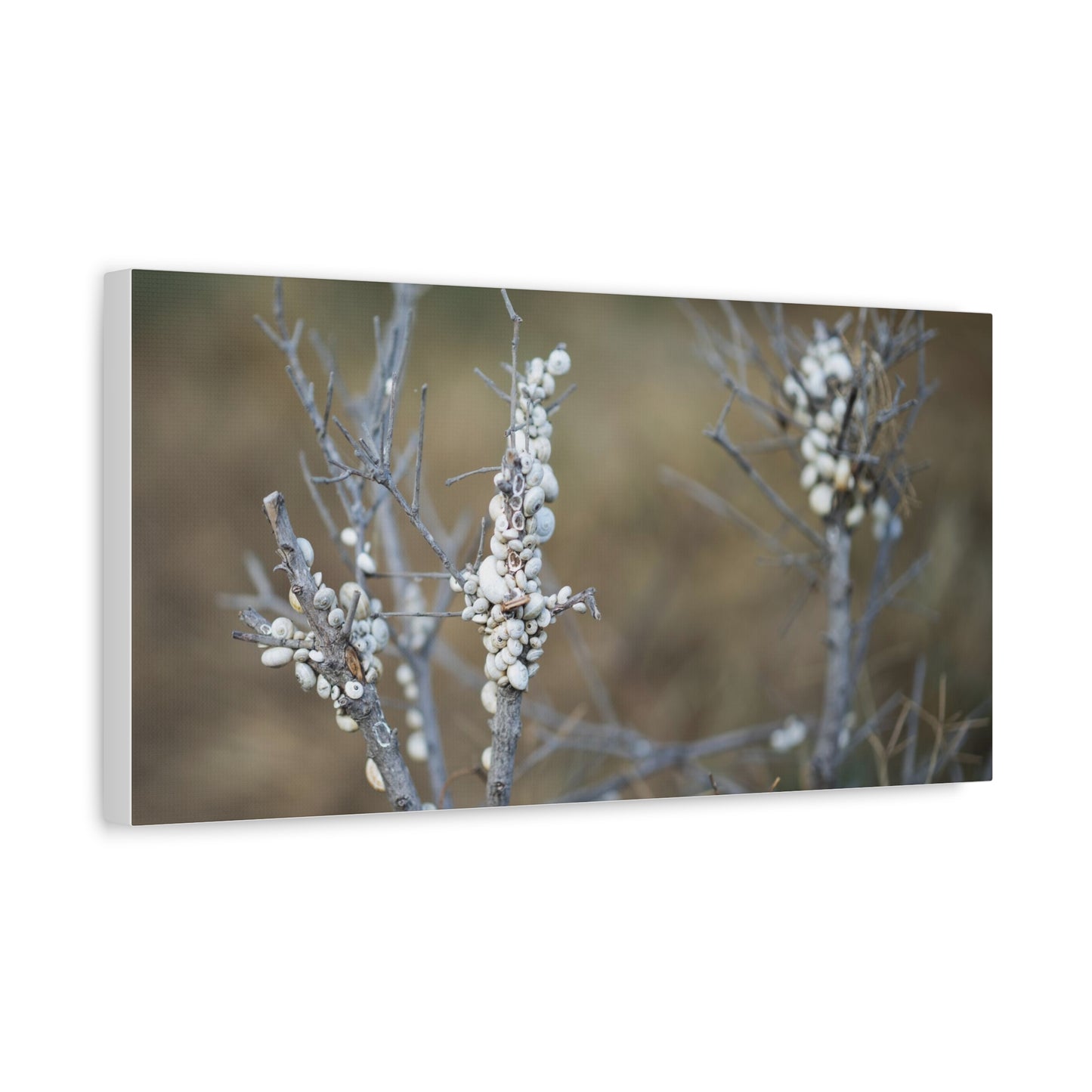 Nature 2 Matte Canvas, Stretched, 1.25"