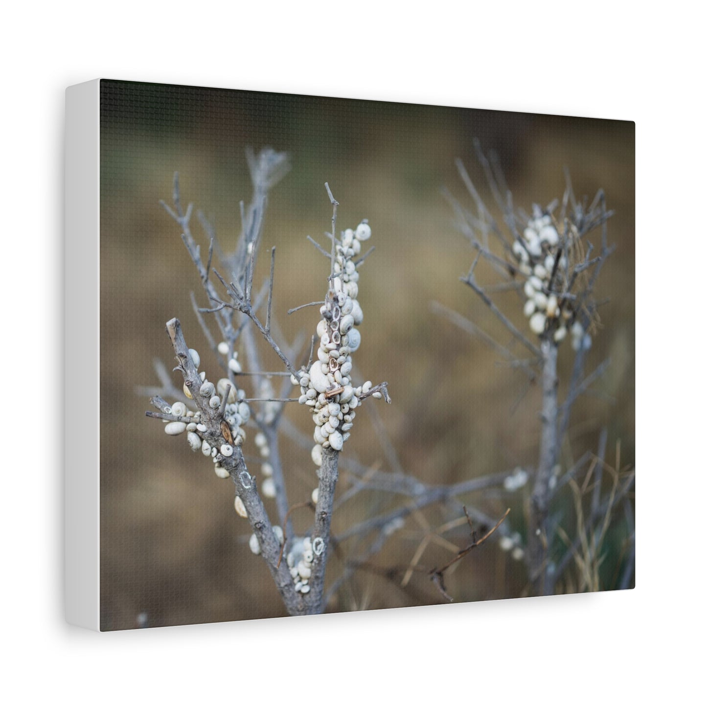 Nature 2 Matte Canvas, Stretched, 1.25"