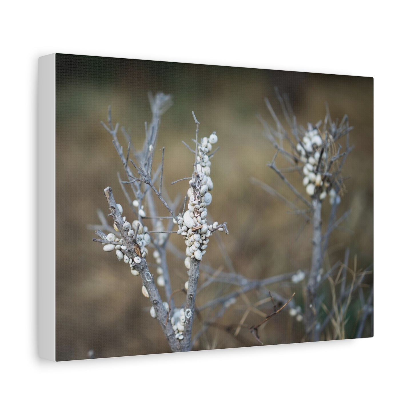 Nature 2 Matte Canvas, Stretched, 1.25"
