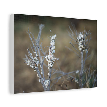 Nature 2 Matte Canvas, Stretched, 1.25"