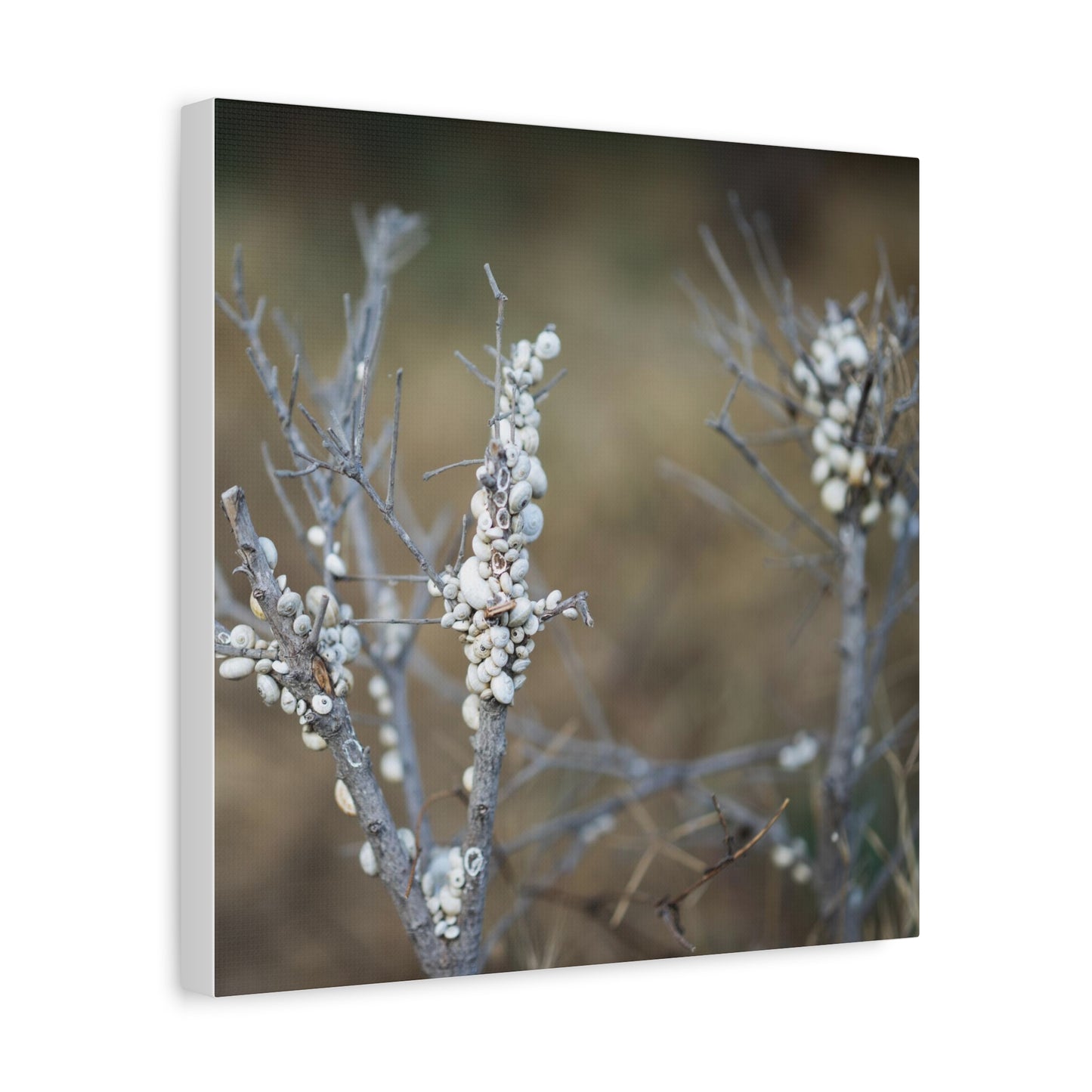 Nature 2 Matte Canvas, Stretched, 1.25"