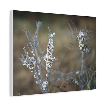 Nature 2 Matte Canvas, Stretched, 1.25"