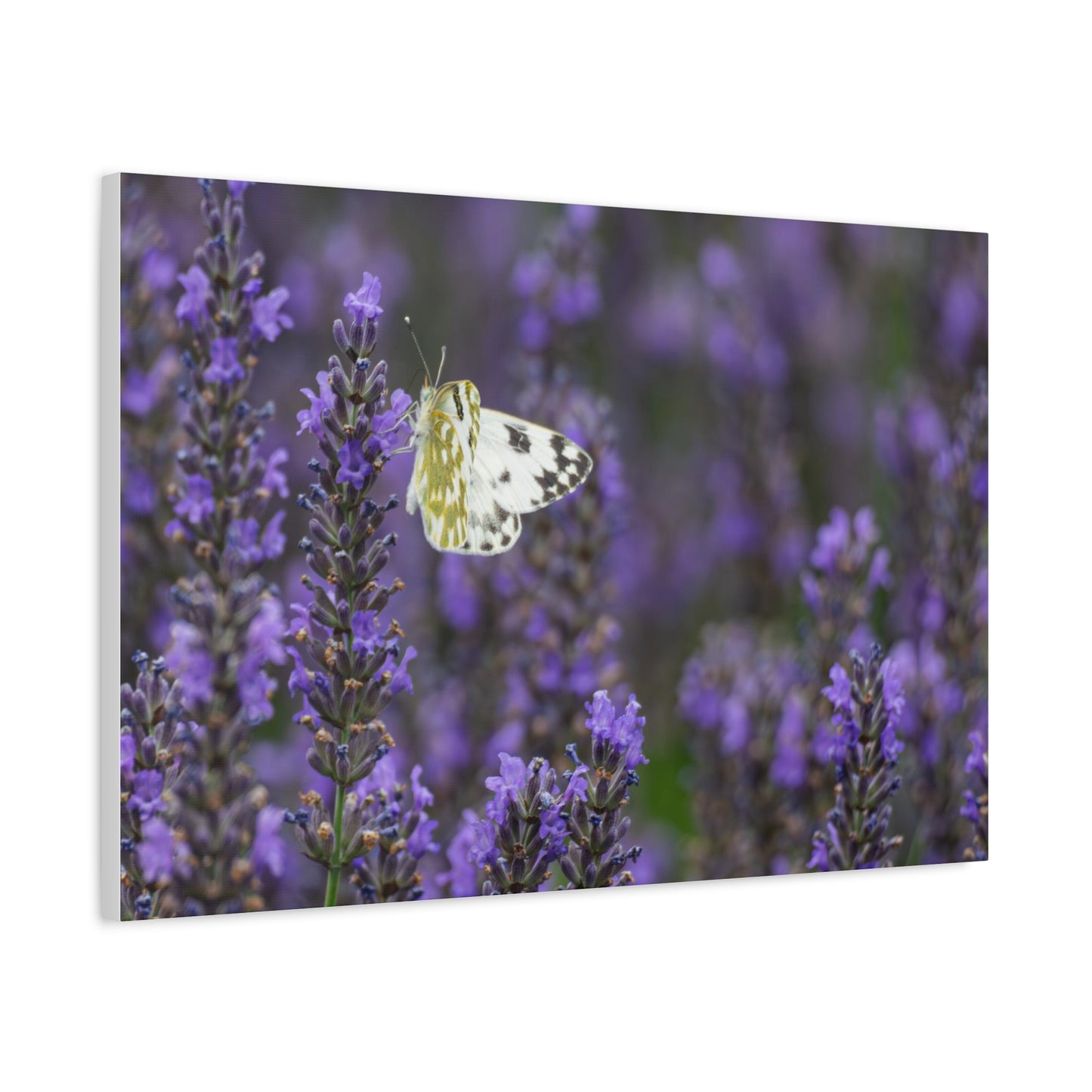White Butterfly Matte Canvas, Stretched, 1.25"
