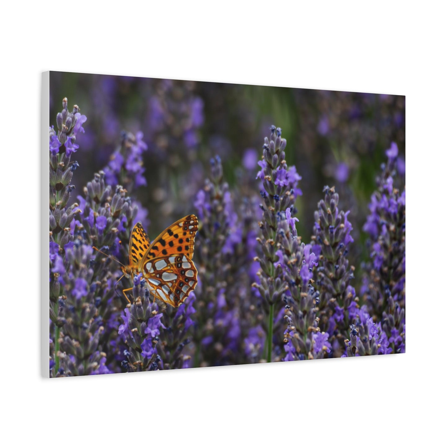 Orange Butterfly Matte Canvas, Stretched, 1.25"