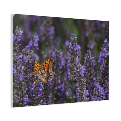 Orange Butterfly Matte Canvas, Stretched, 1.25"