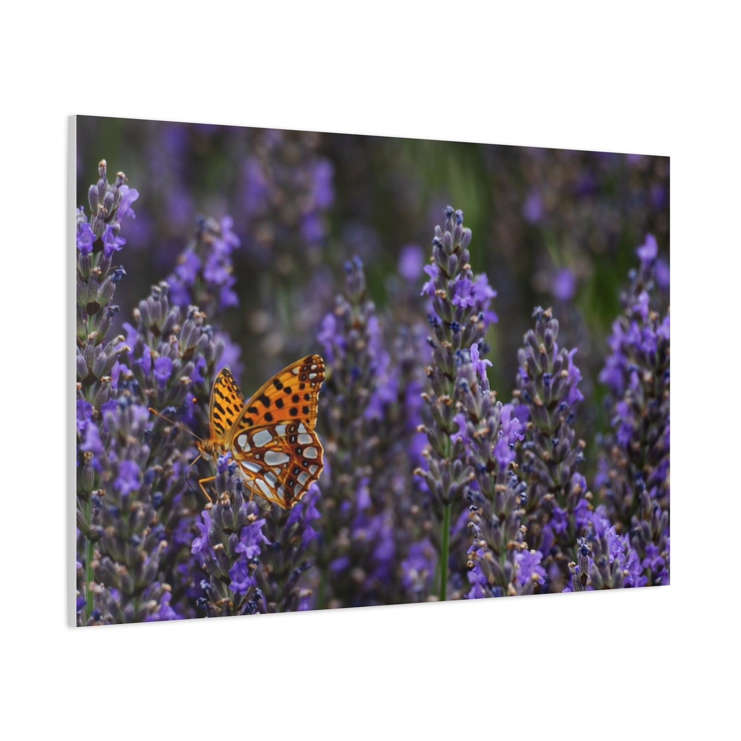 Orange Butterfly Matte Canvas, Stretched, 1.25"