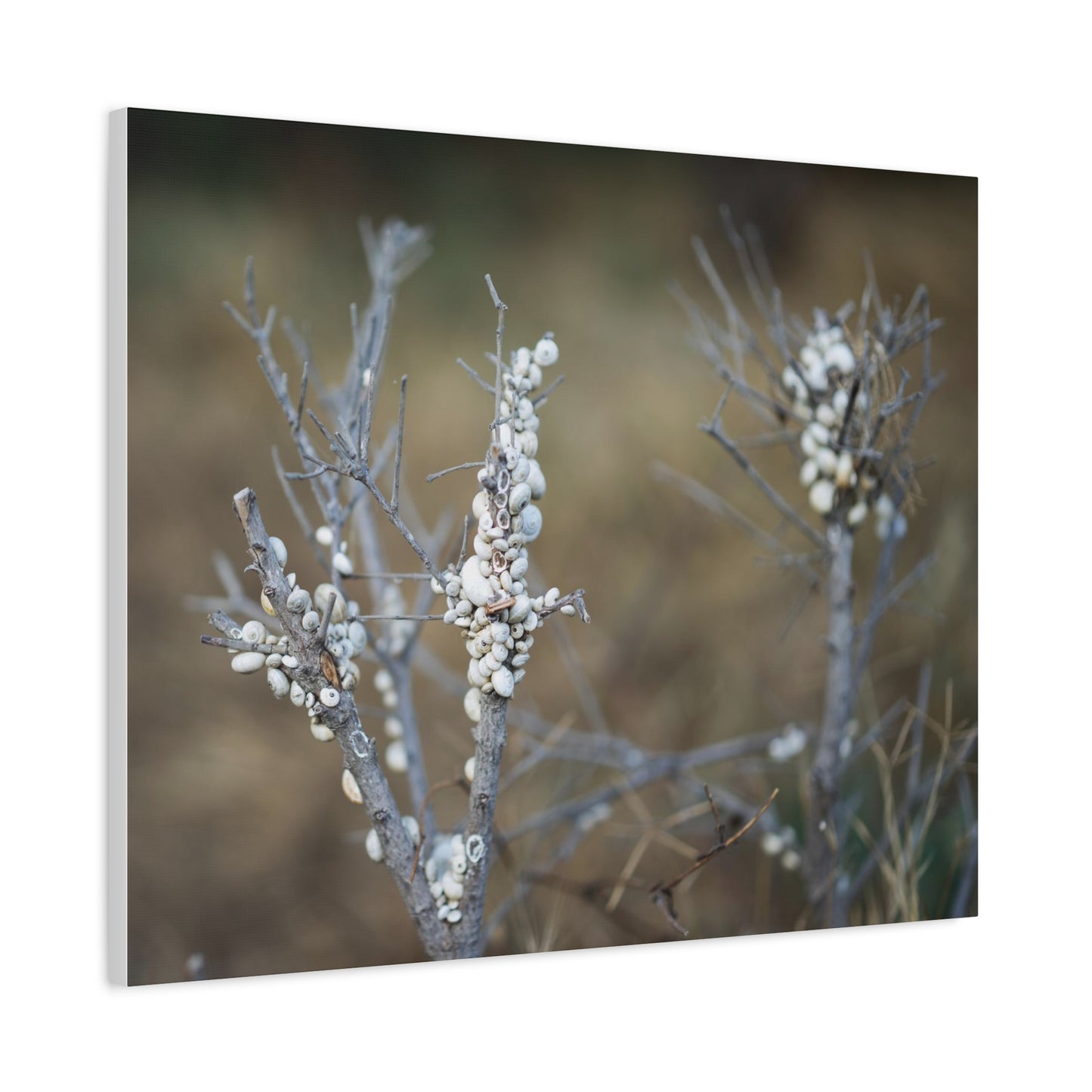 Nature 2 Matte Canvas, Stretched, 1.25"